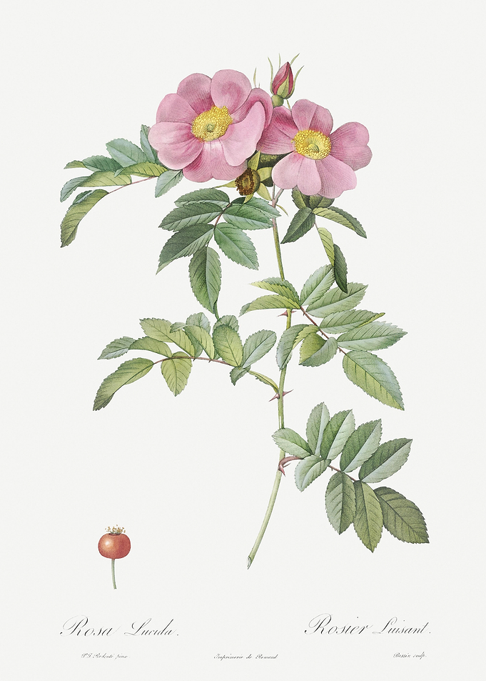 Rosa Lucida Drawing