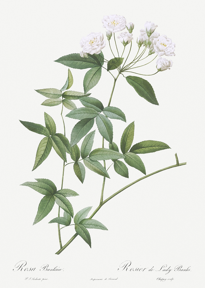 Vintage Lady BankS Rose