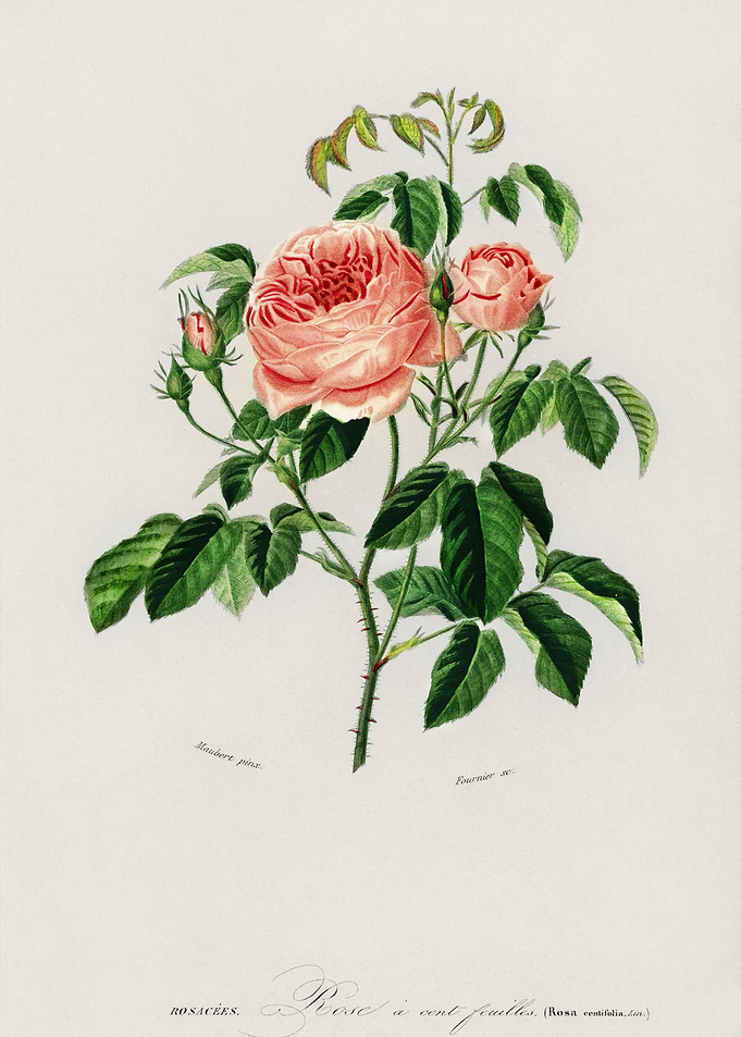Cabbage Rose Rosa Centifil