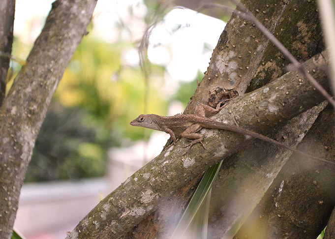 Anole 3