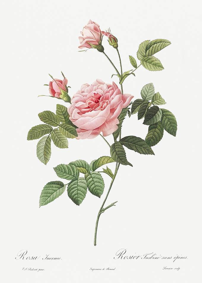 Pink Rose Turbine