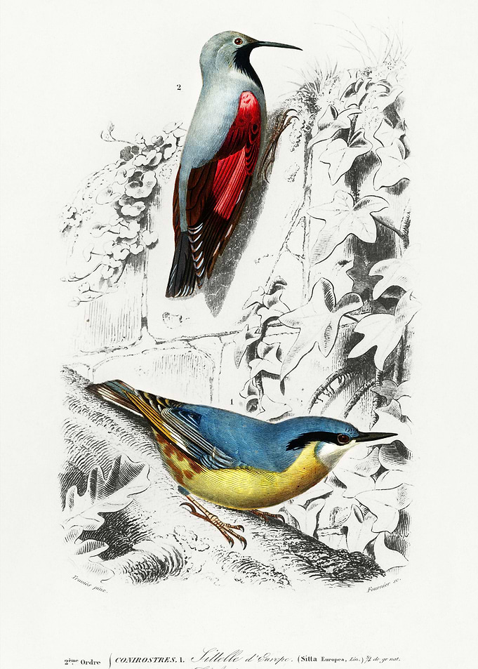 Different Types Of Birds I