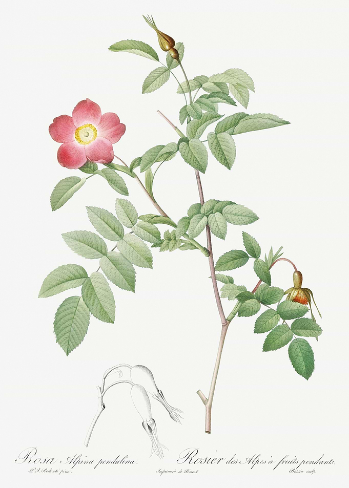 Pink Alpine Rose