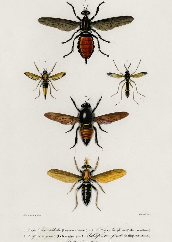 Different Types Of Insects