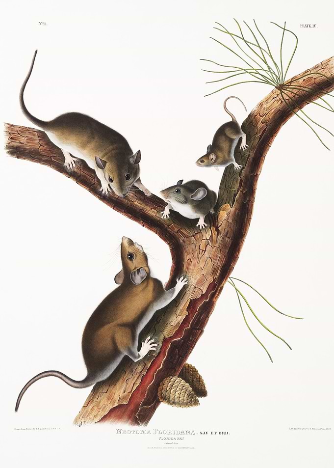 Florida Rat Neotoma Florid