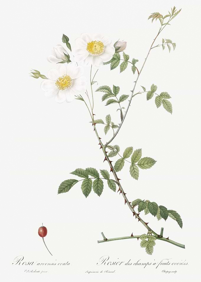 White Field Roses