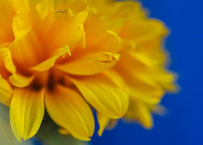 flower lush