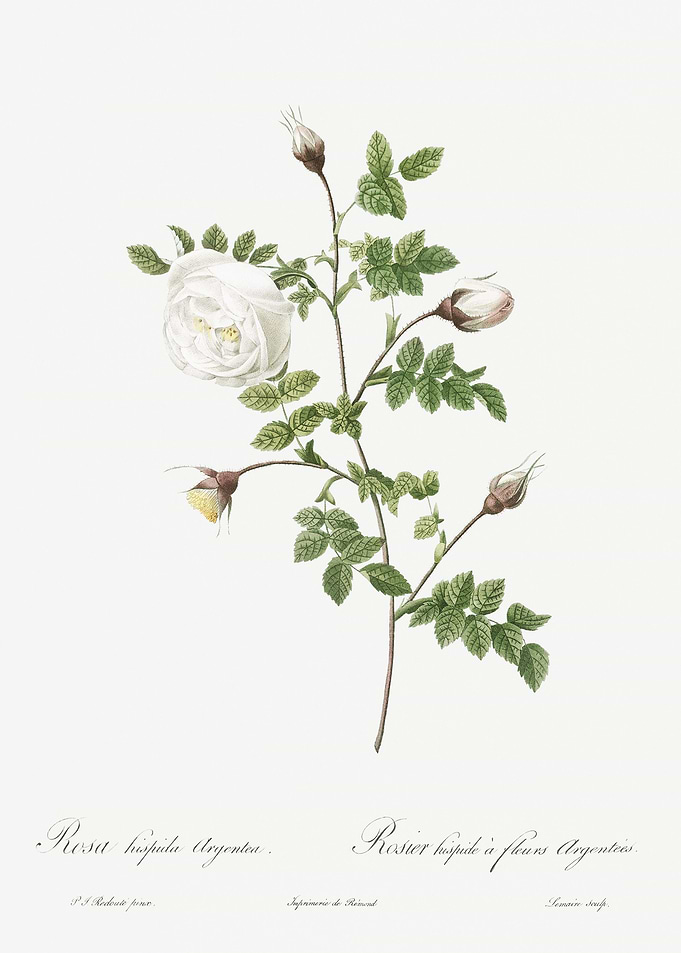 Hispid Rose In Bloom