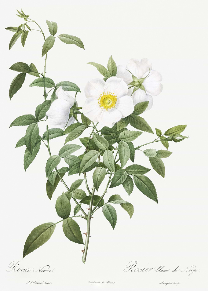 Blooming White Roses