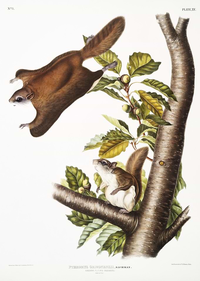 Oregon Flying Squirrel Pte