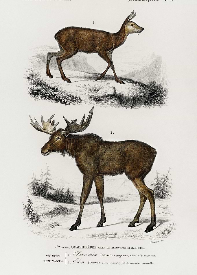 Alces Alces And Moschus Il