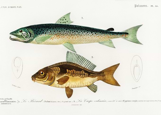 Salmo Hamatus And Cyprinus