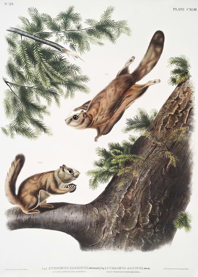 Severn River Flying Squirr