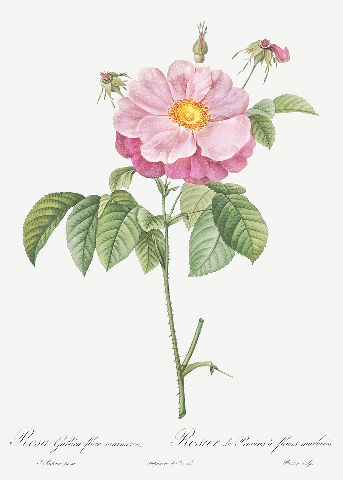 Speckled Provins Rose