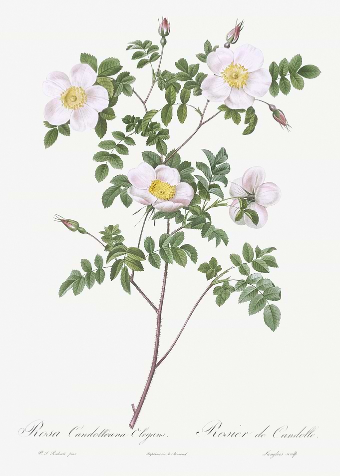 White CandolleS Rose