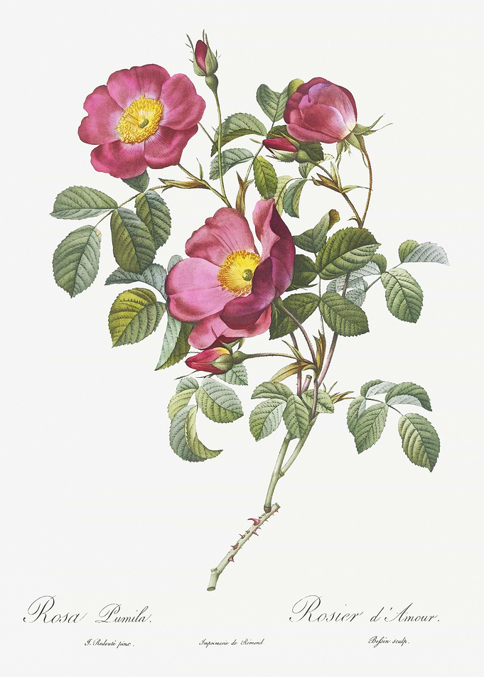 Rose Of Love In Bloom