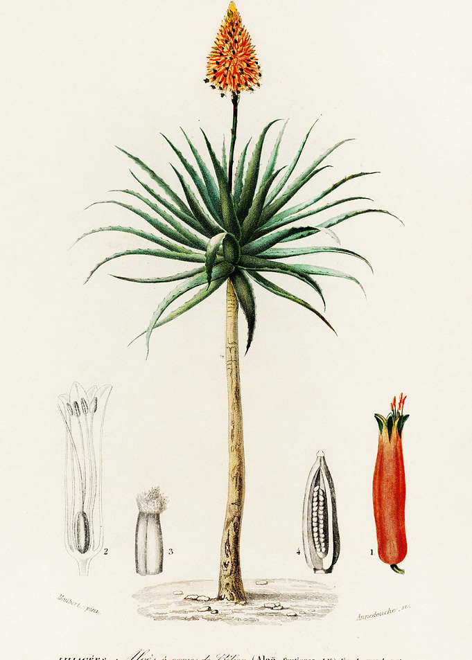 Candelabra Aloe Aloe Fruti