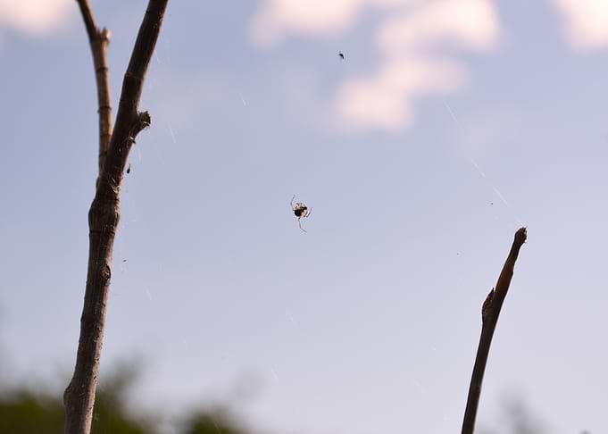 Spider 5