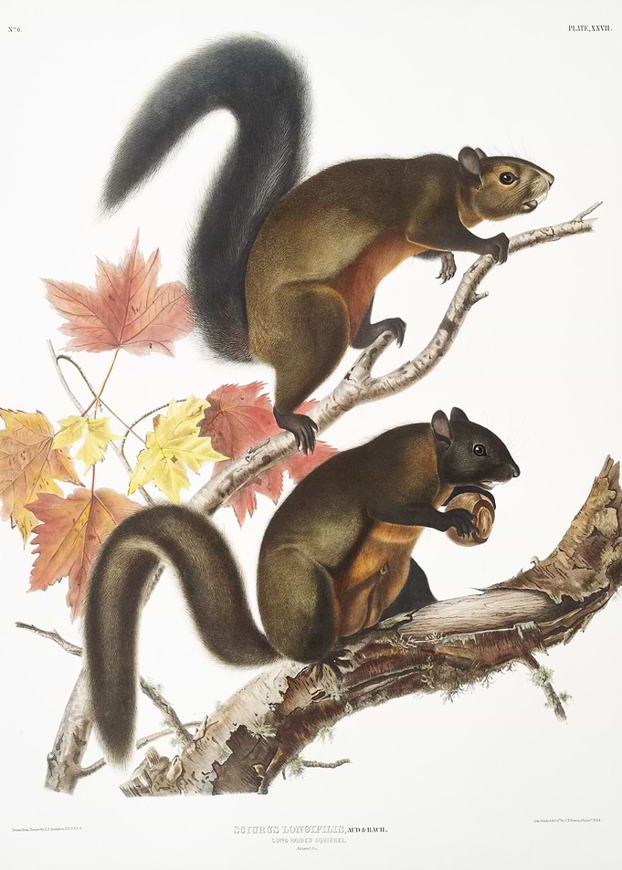 LongHaired Squirrel Sciuru