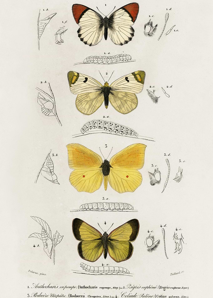 Different Types Of Butterf