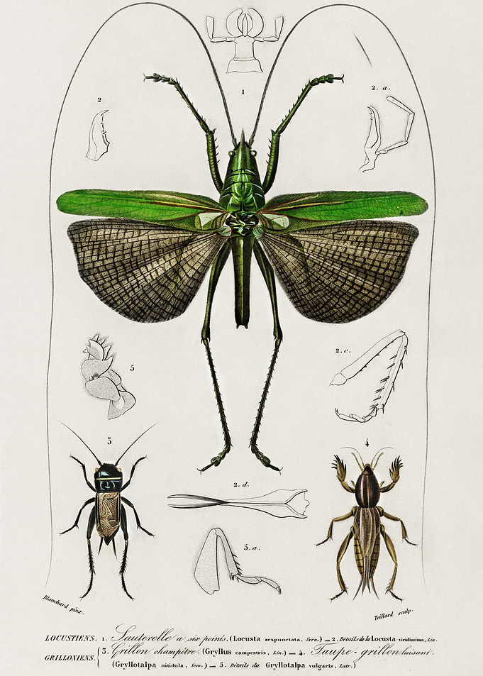 Grasshopper Of Six Points
