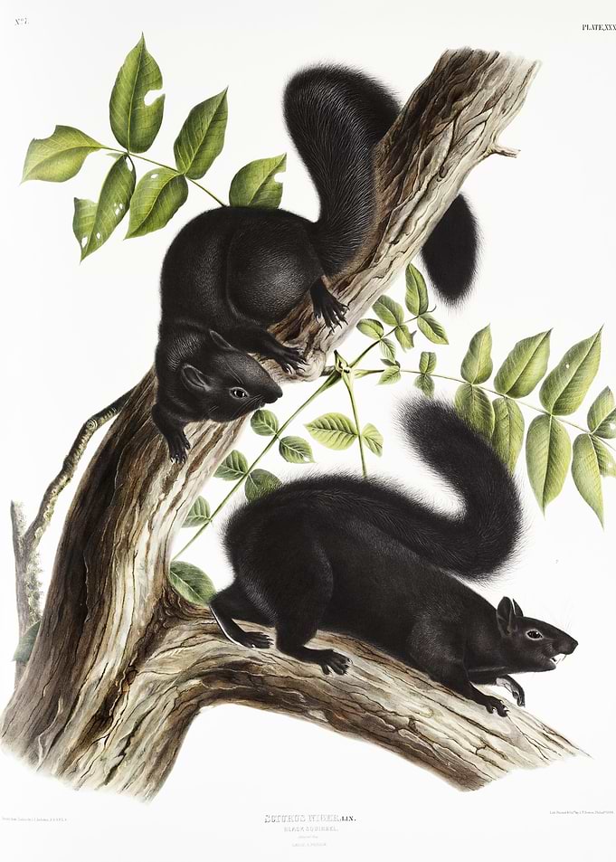 Black Squirrel Sciurus Nig