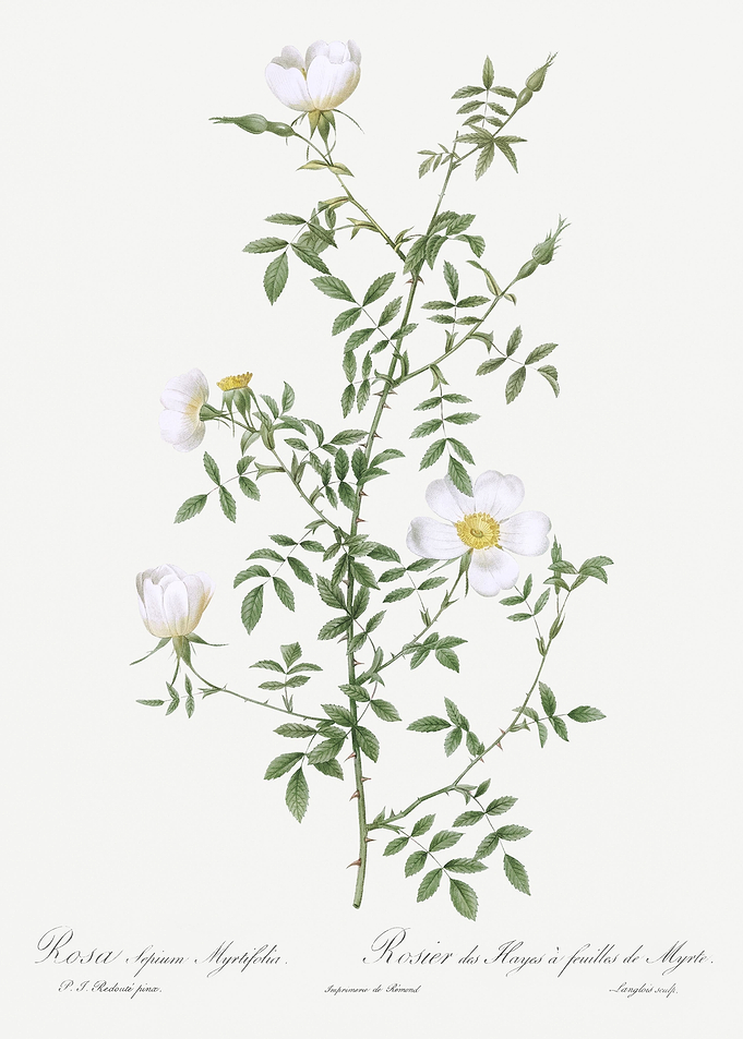 Vintage Hedge Rose Poster