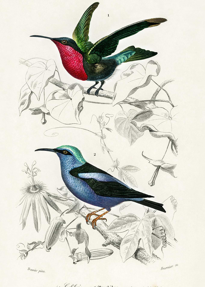 Different Types Of Birds I