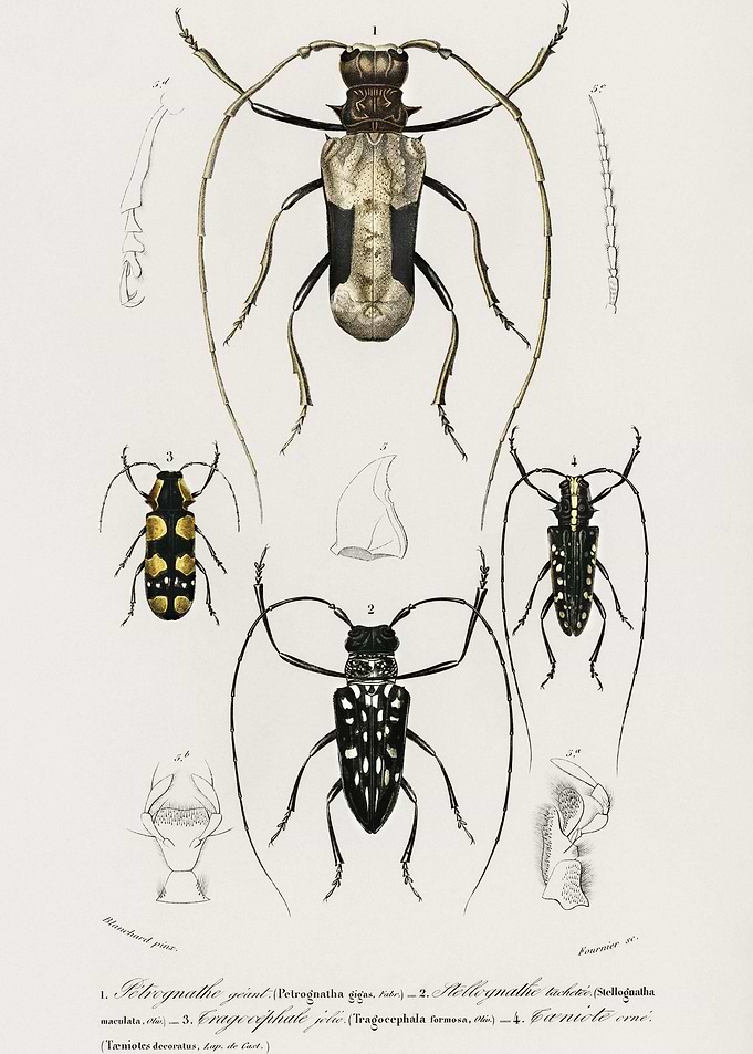 Different Types Of Beetles