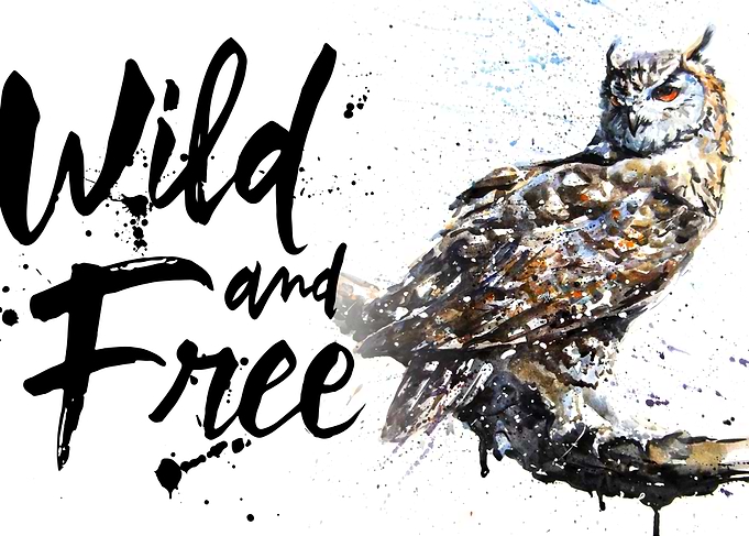 Owl wild free