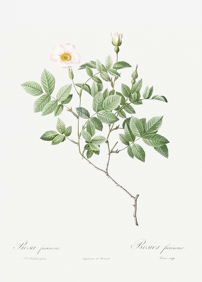 Vintage Rosebush Poster