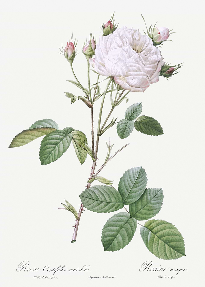White Provence Rose