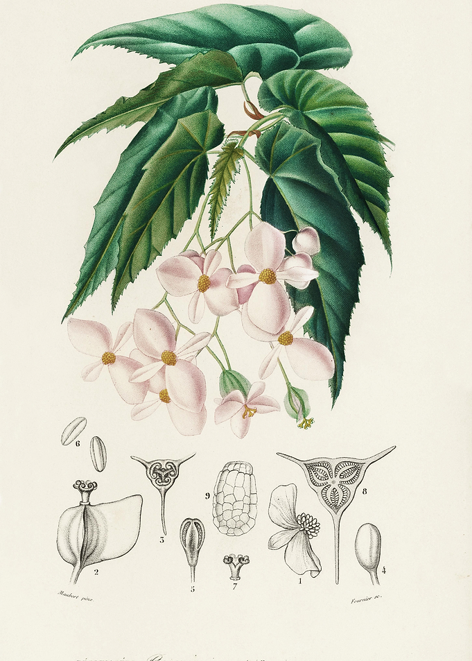 Begonia Begonia Incarnata