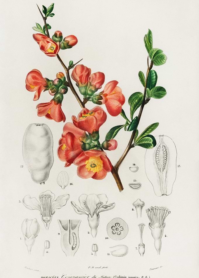 Maule39S Quince Cydonia Ja