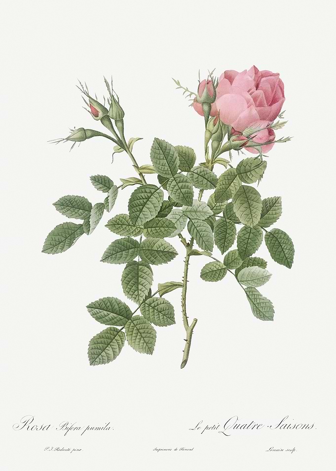 Small Damask Rose