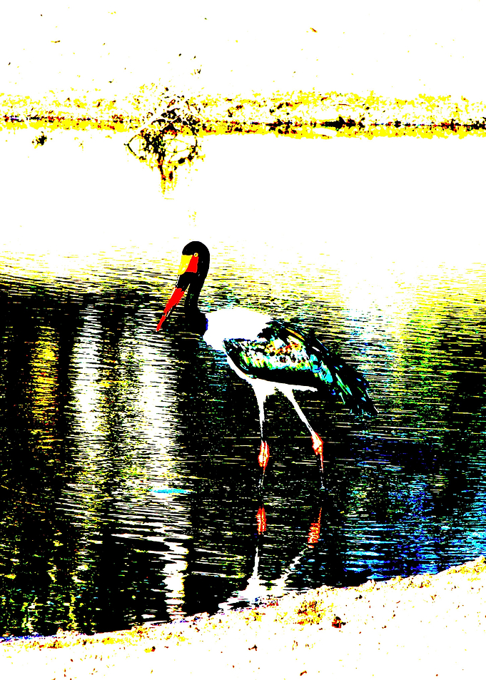 Saddlebilled stork