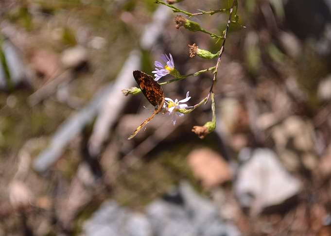 Butterfly 5