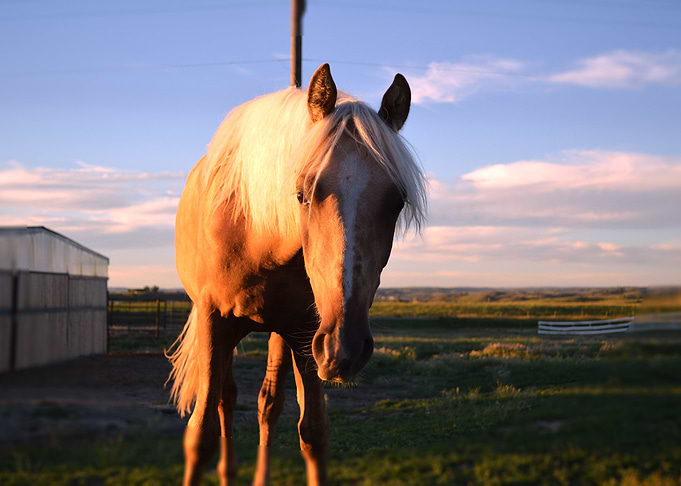Horse 2