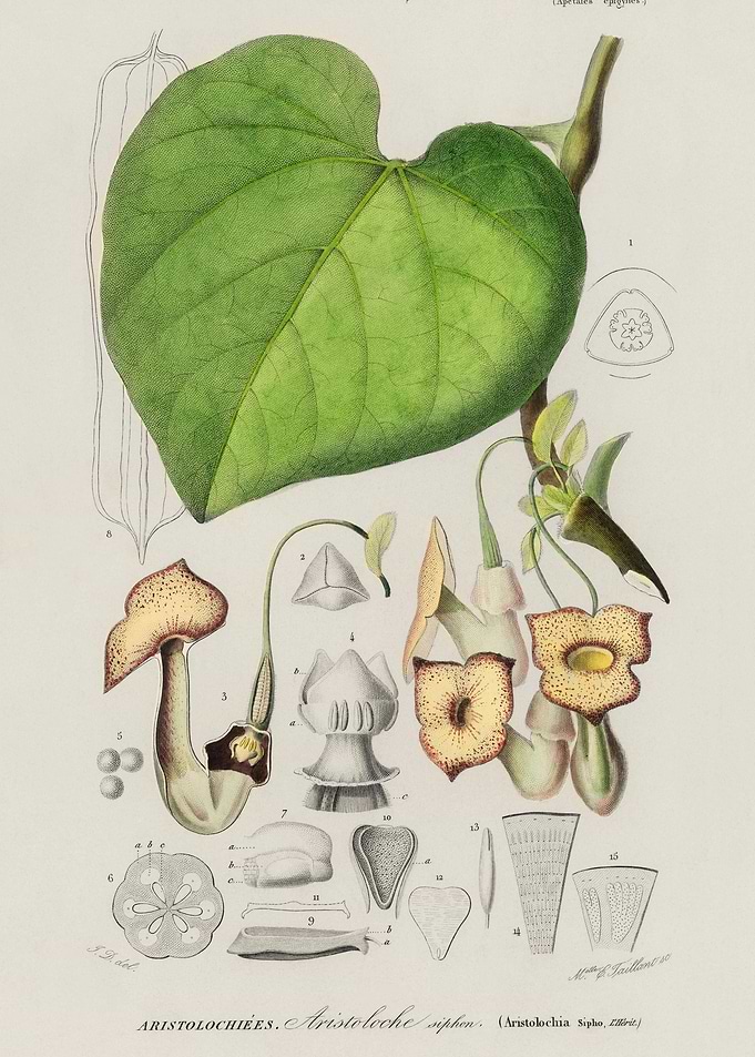 Pipevine Dutchman39S Pipe