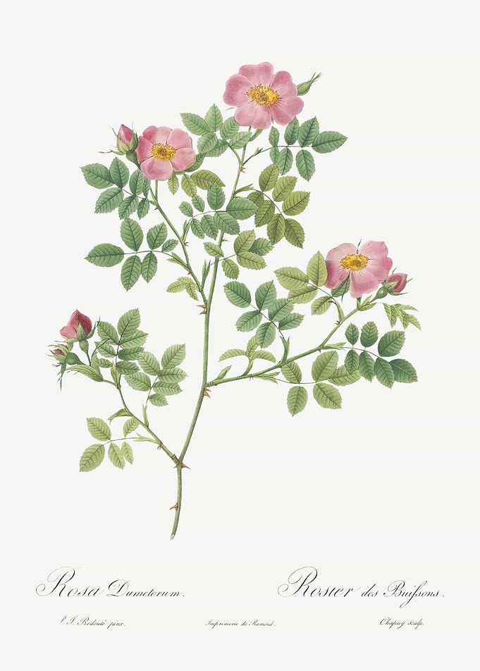 Pink Roses In Bloom