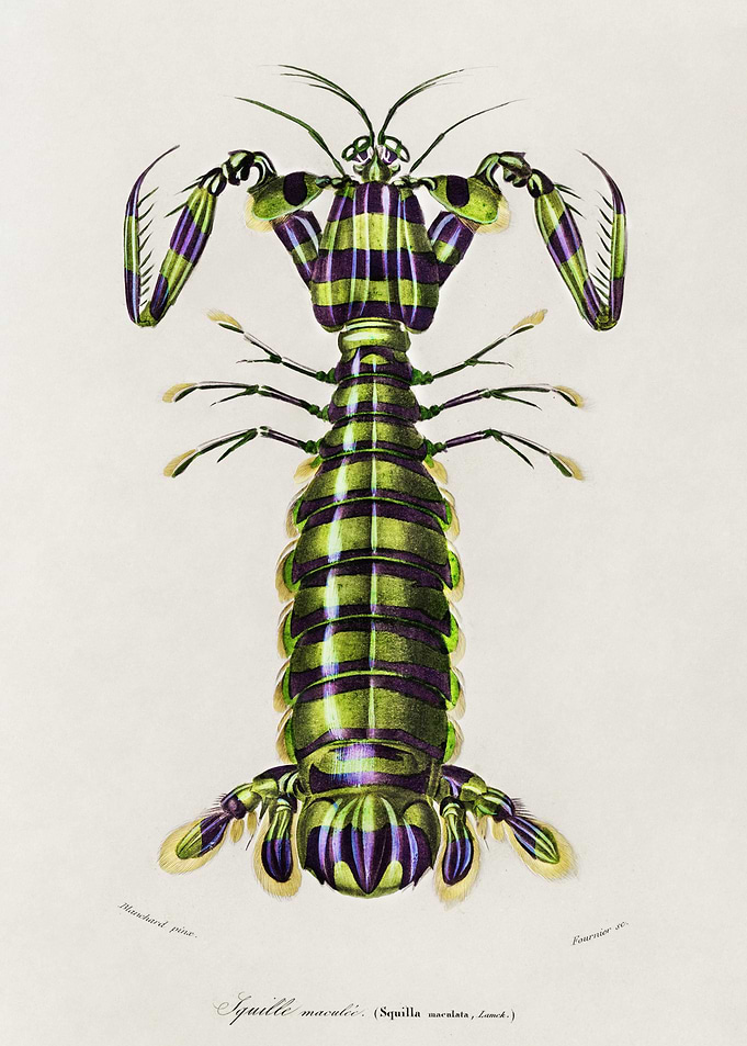 Giant Mantis Shrimp Squill