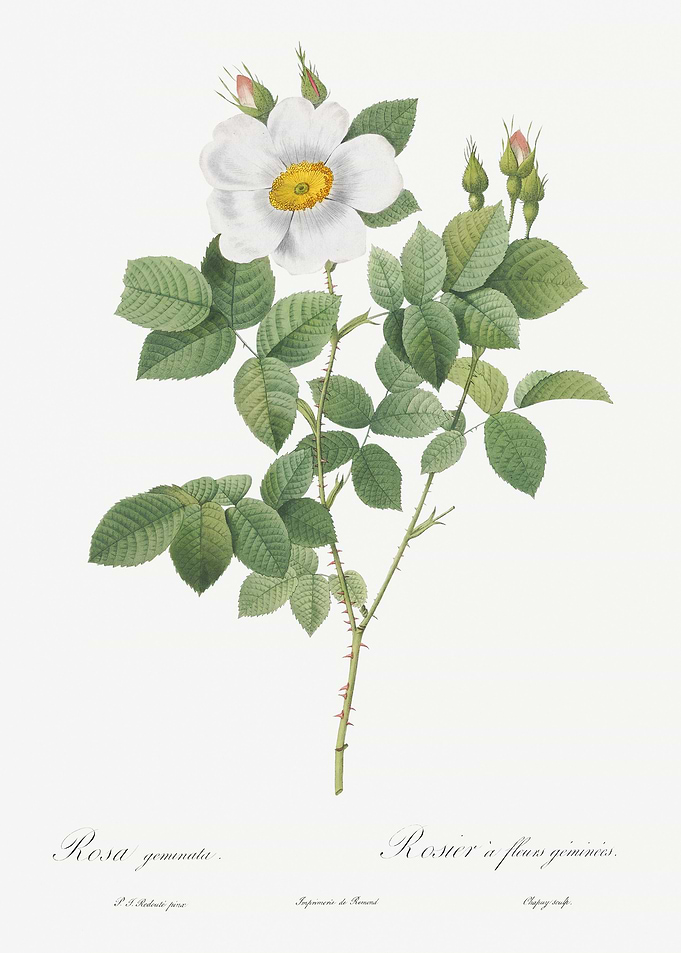 Blooming White Roses