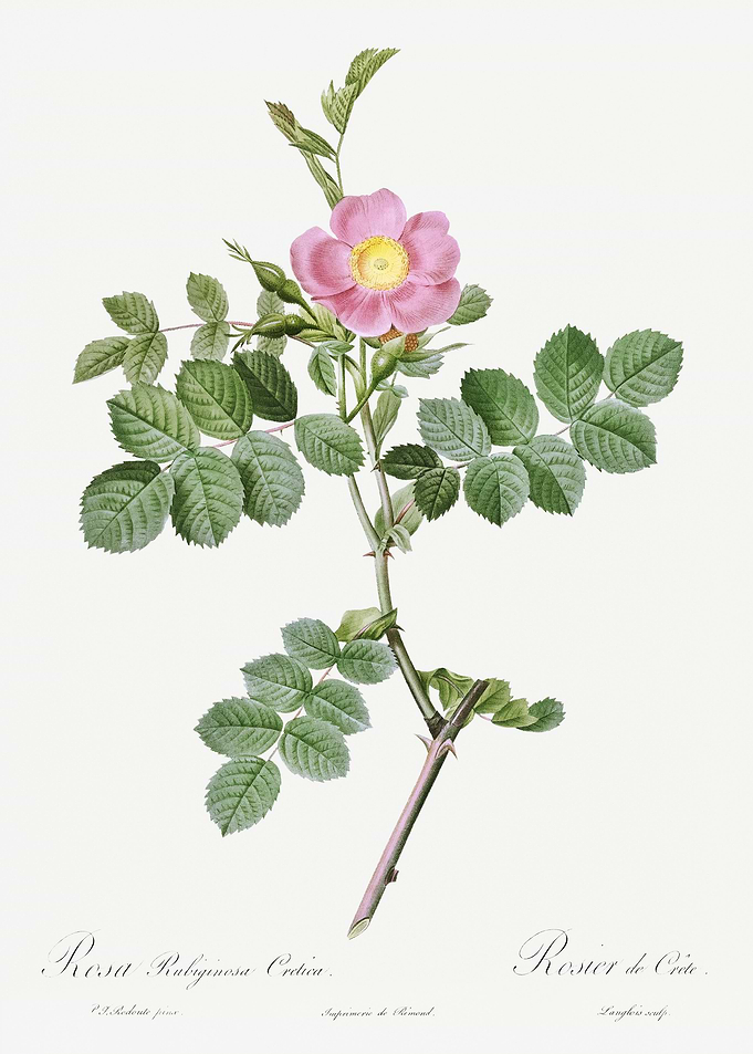 Pink Sweet Briar Rose