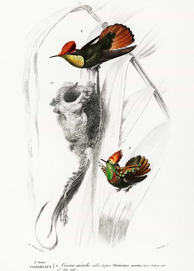 Different Types Of Birds I