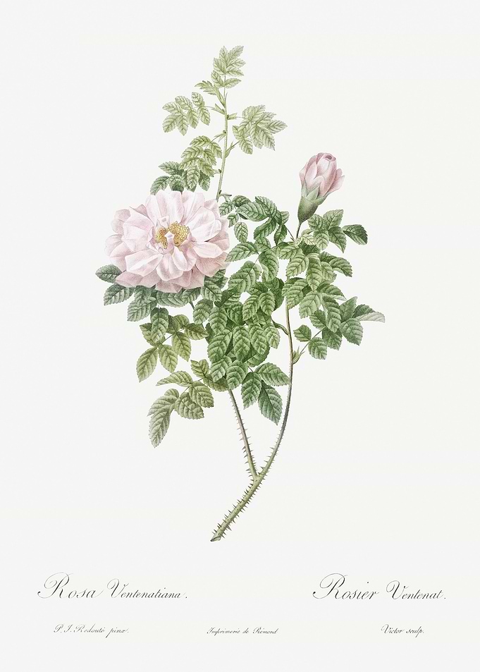 Ventenat Rose In Bloom