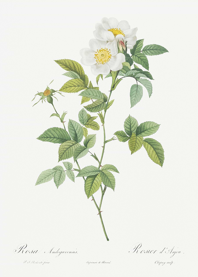 White Anjou Roses