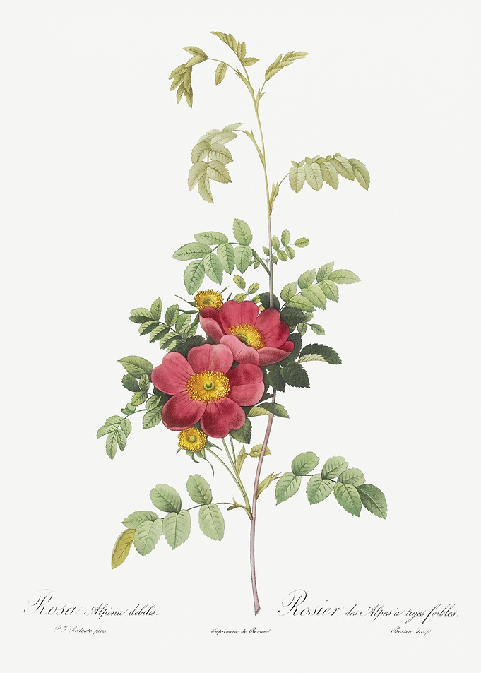 Vintage Alpine Rose Poster