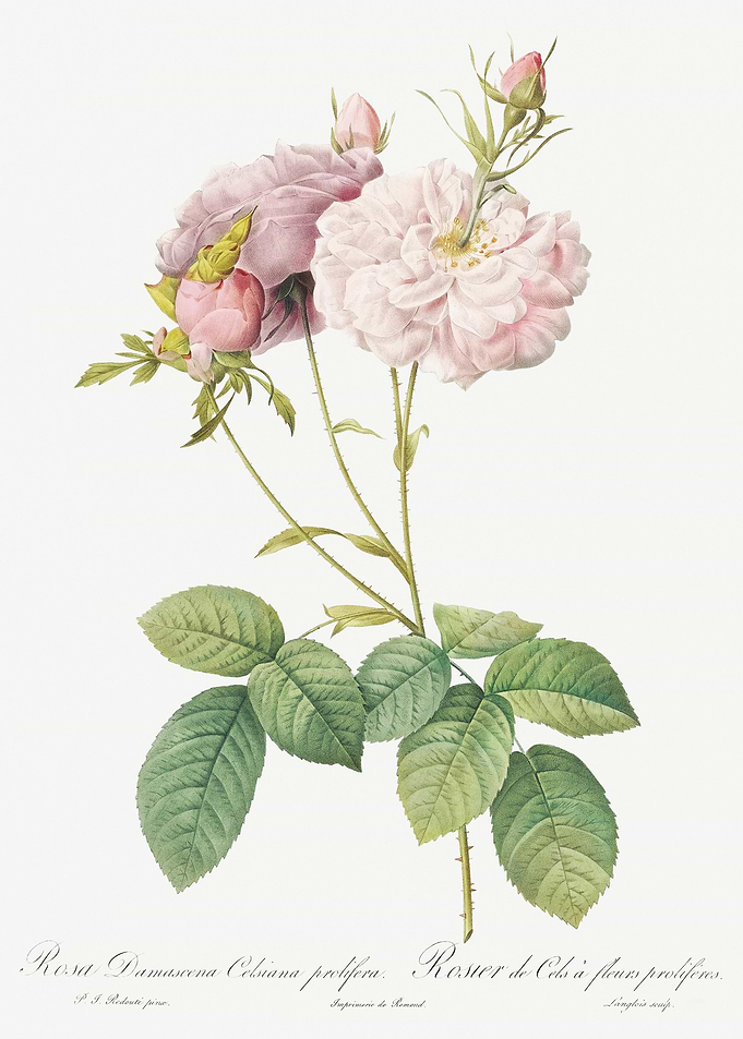 Pink Damask Rose