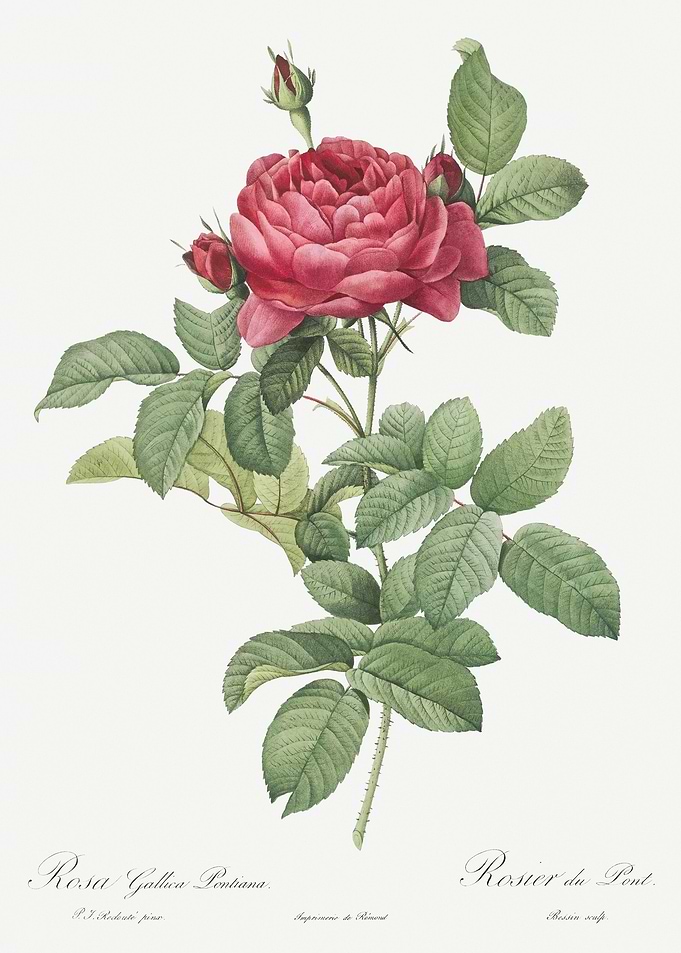 Red Gallic Rose