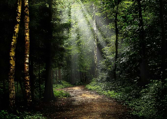 forest at St Joris Winge